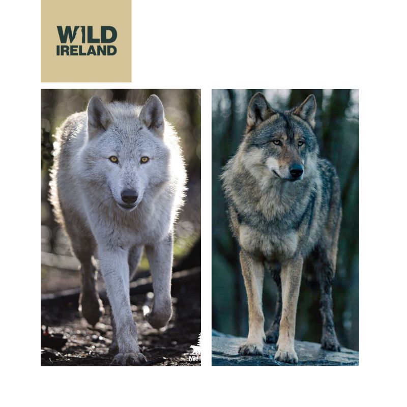 Wolf Adoption Pack