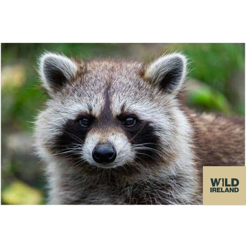 Raccoon Adoption Pack