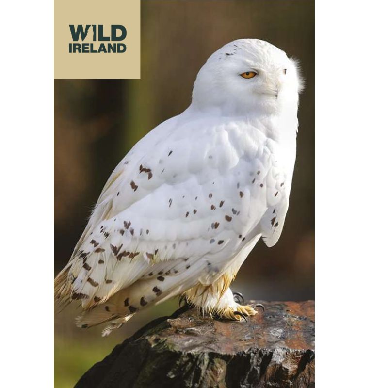 Snowy Owl Adoption Pack