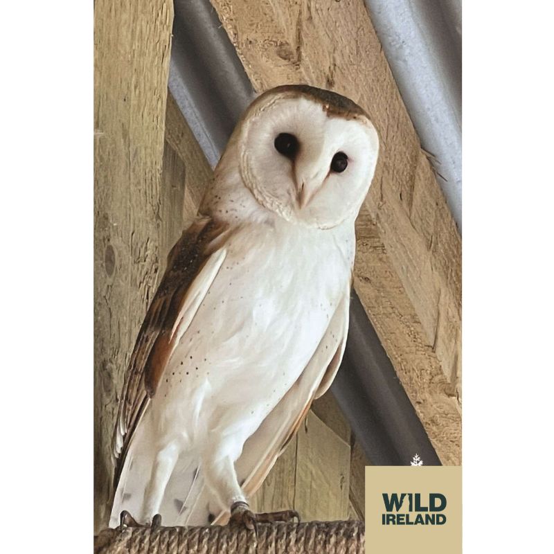 Barn Owl Adoption Pack